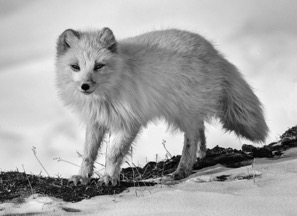 0910E_SopaFox.jpg