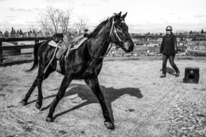 0313E_SOPAHorse_BW.jpg